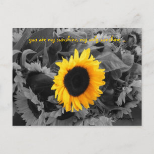 Carte postale Sunshine