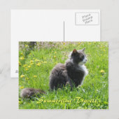 Carte postale Sunshine Cat (Devant / Derrière)