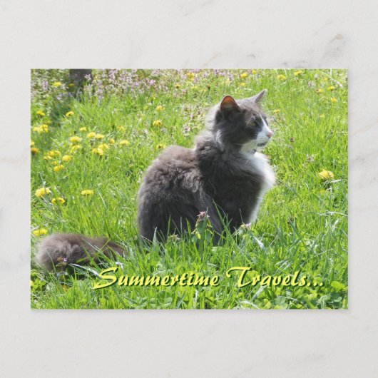 Carte postale Sunshine Cat (Devant)