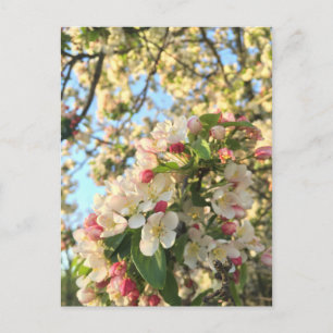 Carte Postale Sunshine en fleur d'Apple