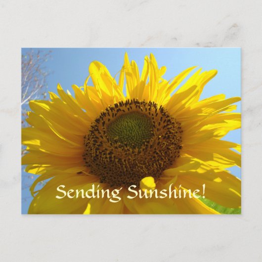 Carte postale SUNSHINE Sun Flower Cartes postales (Devant)