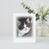Carte Postale SUPER CUTE Kitten Portrait Photographie (Debout devant)