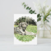 Carte postale Super Dane Puppy (Debout devant)