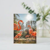 Carte postale super de flamants (Debout devant)