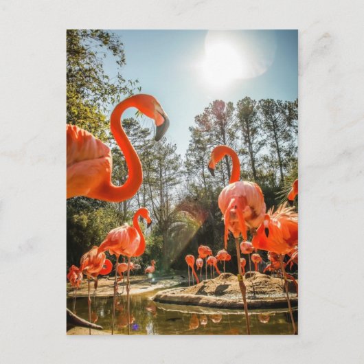 Carte postale super de flamants (Devant)