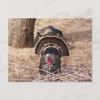 Carte Postale Super Gobblers !