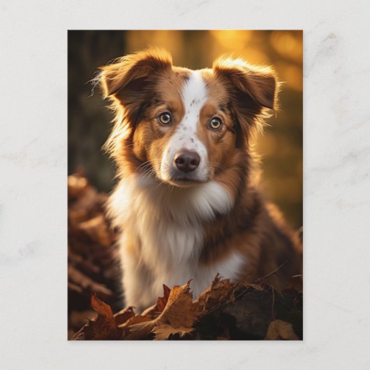 Carte Postale Superbe berger australien d'automne (Devant)