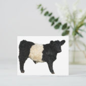 Carte Postale Superbe ceinture Galloway Steer Cutout (Debout devant)