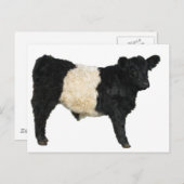Carte Postale Superbe ceinture Galloway Steer Cutout (Devant / Derrière)