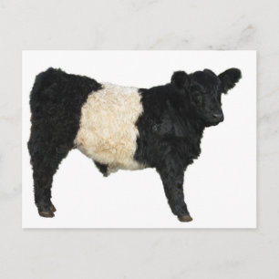 Carte Postale Superbe ceinture Galloway Steer Cutout