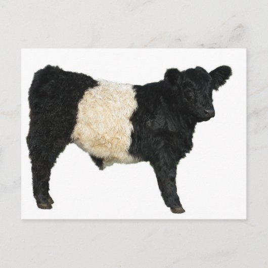 Carte Postale Superbe ceinture Galloway Steer Cutout (Devant)