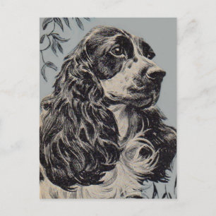 Carte Postale superbe cocker spaniel