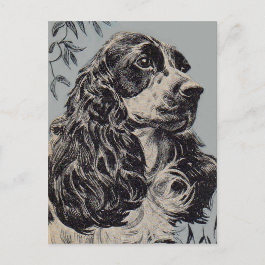 Carte Postale superbe cocker spaniel (Devant)