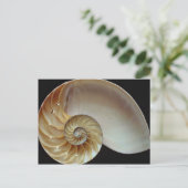 Carte Postale Superbe coquille de Nautilus (Debout devant)