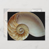 Carte Postale Superbe coquille de Nautilus (Devant / Derrière)