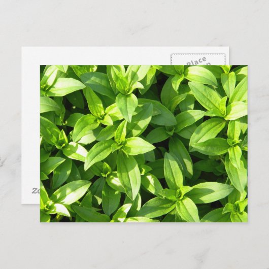 Carte Postale Superbe couverture (Devant / Derrière)