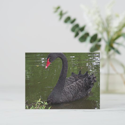 Carte Postale Superbe cygne noir sur l'eau (Debout devant)