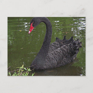 Carte Postale Superbe cygne noir sur l'eau