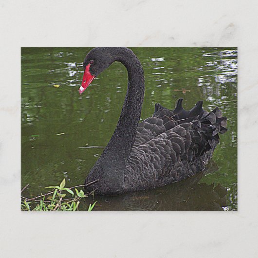 Carte Postale Superbe cygne noir sur l'eau (Devant)