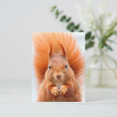 Carte Postale Superbe écureuil roux (Debout devant)
