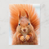 Carte Postale Superbe écureuil roux (Devant)
