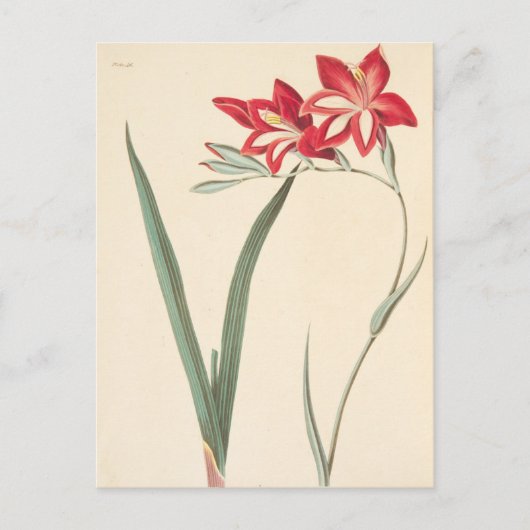 Carte Postale Superbe Iris du Maïs (Devant)