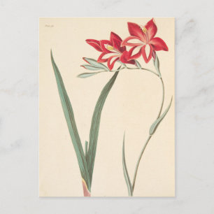 Carte Postale Superbe Iris du Maïs