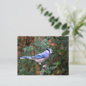 Carte Postale Superbe Jay Bleu (Debout devant)