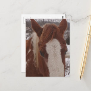 Carte Postale Superbe jument Paint Horse d'hiver