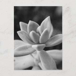 Carte Postale Superbe Plante fantôme Succulent