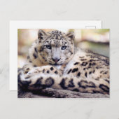 Carte Postale Superbe portrait de léopard des neiges (Devant / Derrière)