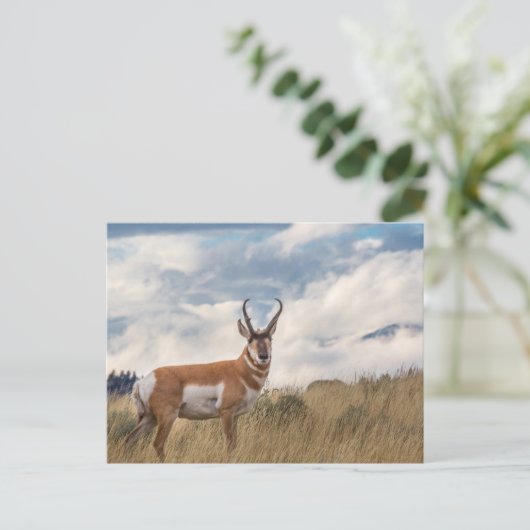 Carte Postale Superbe Pronghorn (Debout devant)