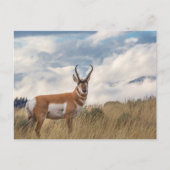 Carte Postale Superbe Pronghorn (Devant)