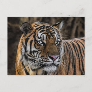 Carte Postale Superbe Tigre Sleek Wildcat Face