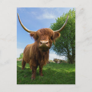 Carte Postale Superbe vache écossaise Highland