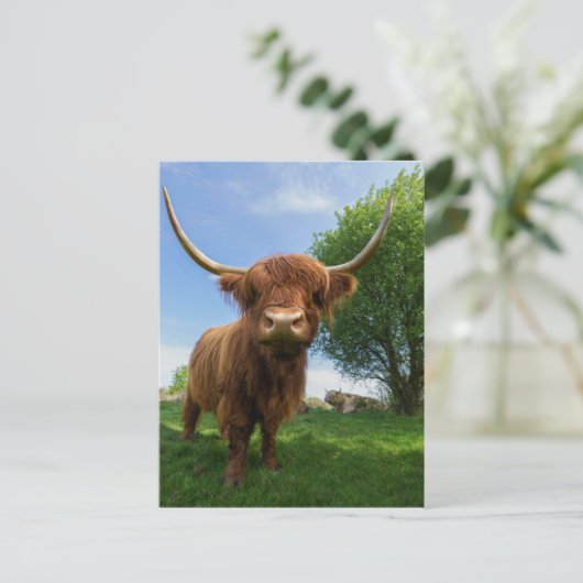 Carte Postale Superbe vache écossaise Highland (Debout devant)