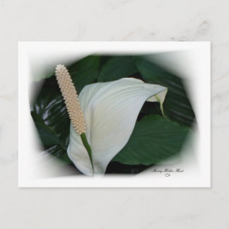 Carte Postale Superbes pétales 12