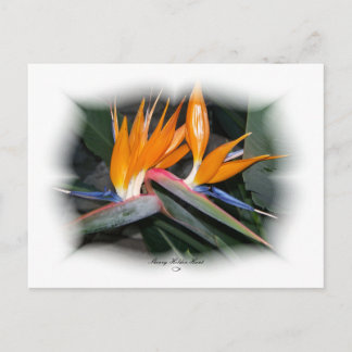 Carte Postale Superbes pétales 29