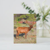 Carte Postale support à wapitis (Debout devant)