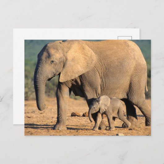 Carte Postale Sur African Elephant mother and calf on the move (Devant / Derrière)