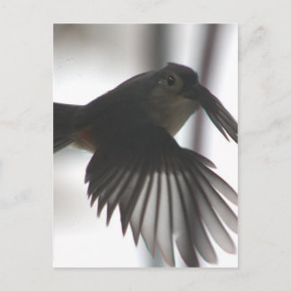Carte Postale Sur l'aile