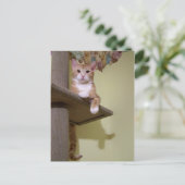 Carte Postale sur l'arbre du chat (Debout devant)