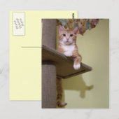 Carte Postale sur l'arbre du chat (Devant / Derrière)
