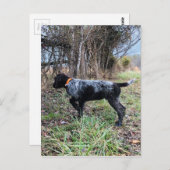 Carte Postale Sur le chiot de point (Devant / Derrière)