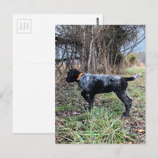 Carte Postale Sur le chiot de point (Devant / Derrière)