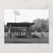 Carte Postale Sur le Ranch - - Vaches - Noir et Blanc (Devant)