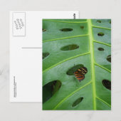 Carte Postale Sur le vert (Devant / Derrière)