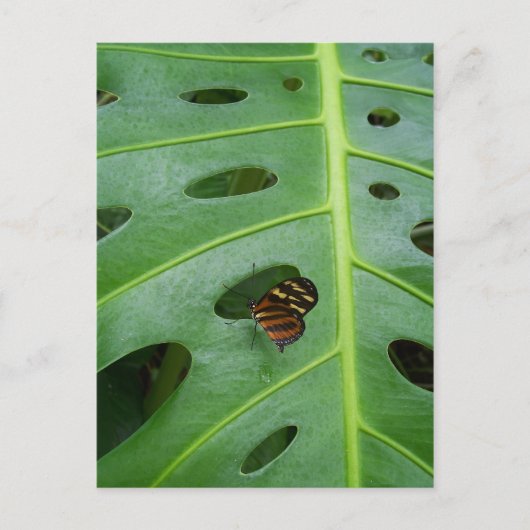 Carte Postale Sur le vert (Devant)