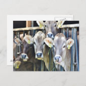 Carte Postale Sur Les Vaches De Ferme (Devant / Derrière)