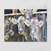 Carte Postale Sur Les Vaches De Ferme (Devant)